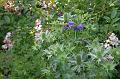 FilRoses_MmeDethier (64)